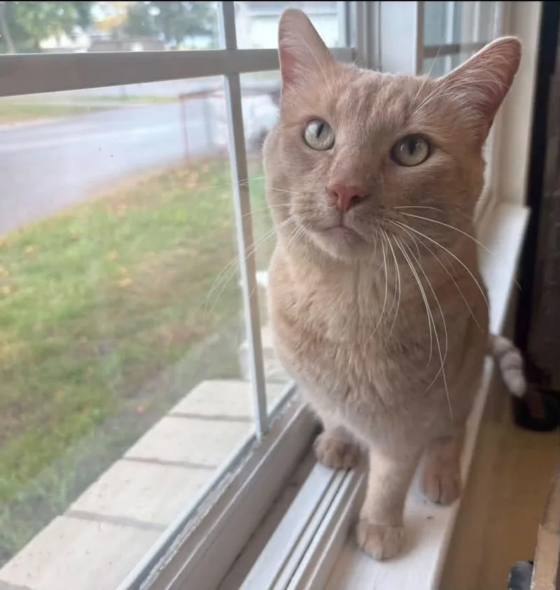 An adult medium-sized male Tabby (Orange / Red) Tabby cat named Rocky for adoption in Little Falls, MN