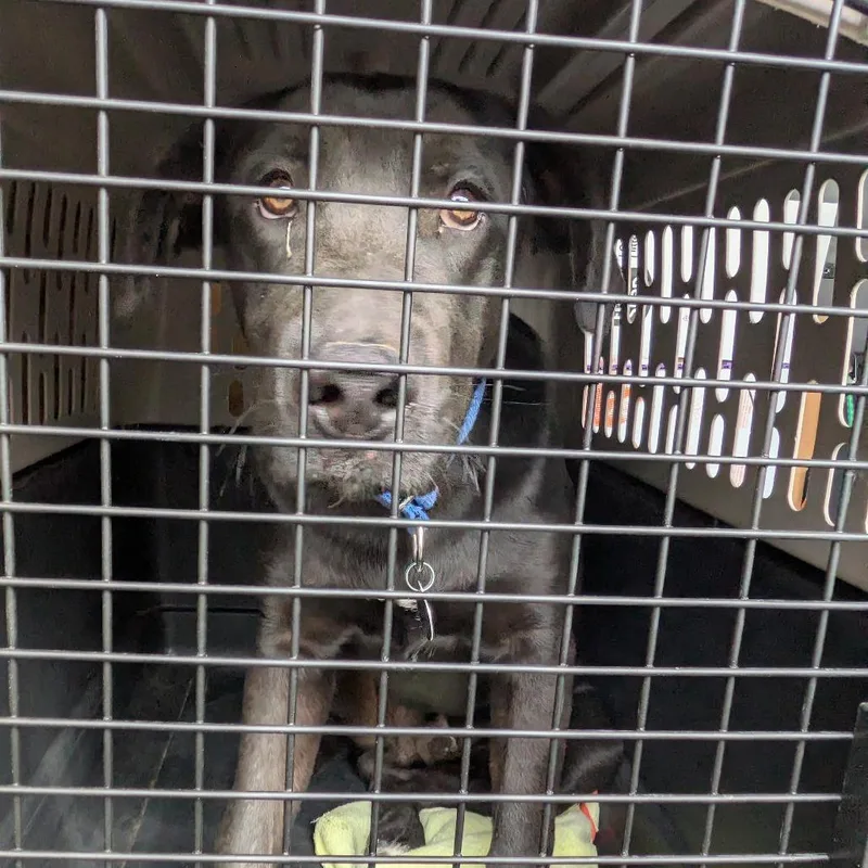 A young medium-sized male Black Mixed Breed dog named Plucky for adoption in Salt Lake City, UT