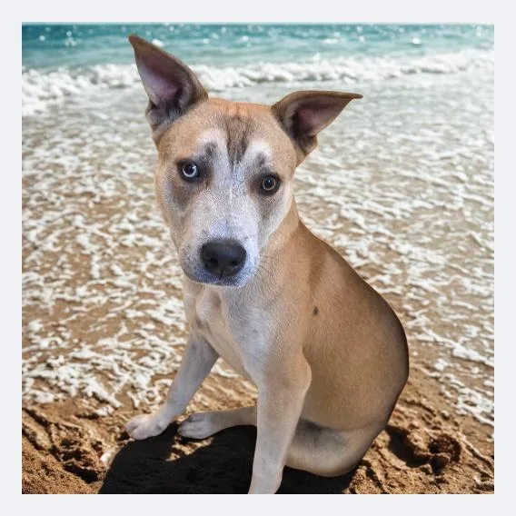 An adult medium-sized female Yellow / Tan / Blond / Fawn Husky dog named Beth for adoption in Denison, TX