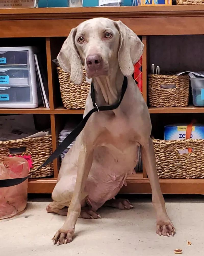 An adult large-sized female Gray / Blue / Silver Weimaraner dog named Sugar for adoption in Birmingham, AL