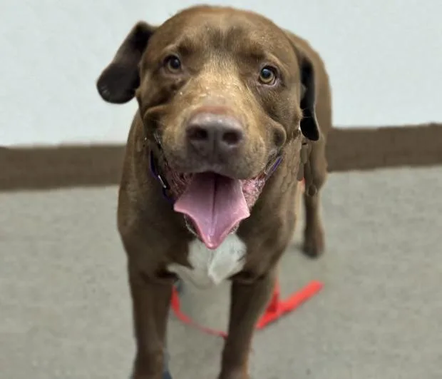 An adult medium-sized male Labrador Retriever dog named Milo James for adoption in Tucson, AZ