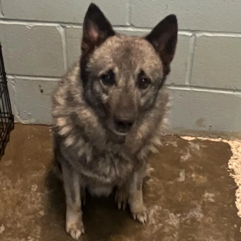 An adult medium-sized male Yellow / Tan / Blond / Fawn Norwegian Elkhound dog named Nathan for adoption in LOXAHATCHEE, FL