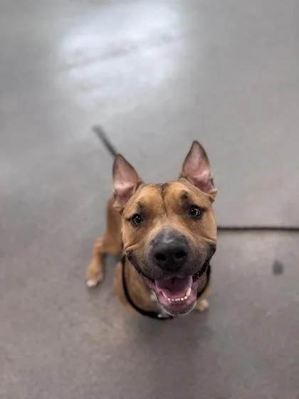 An adult large-sized male Mixed Breed dog named Baylon for adoption in West Chester, PA