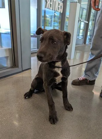 An adult small-sized female Mastiff dog named Daphne for adoption in San Martin, CA