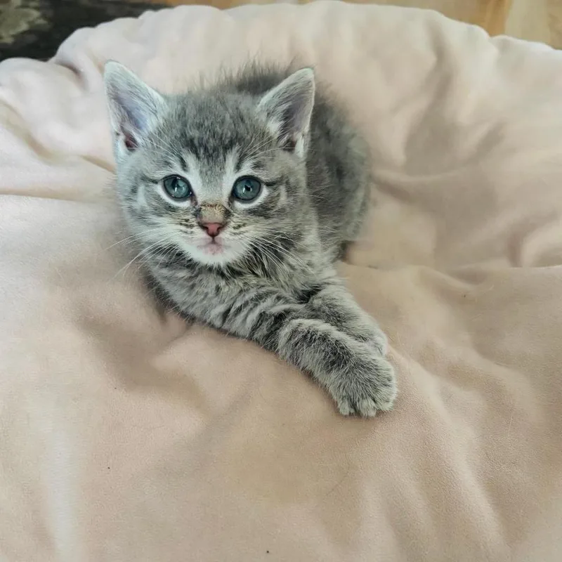 A baby small-sized male Gray / Blue / Silver Domestic Short Hair cat named Strider for adoption in Novelty, OH