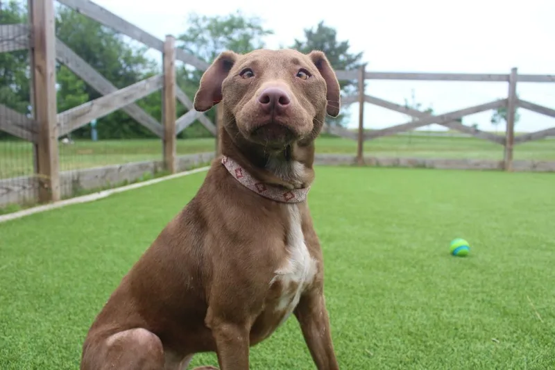 An adult medium-sized female Brown / Chocolate Mixed Breed dog named Hei Hei for adoption in Chestertown, MD