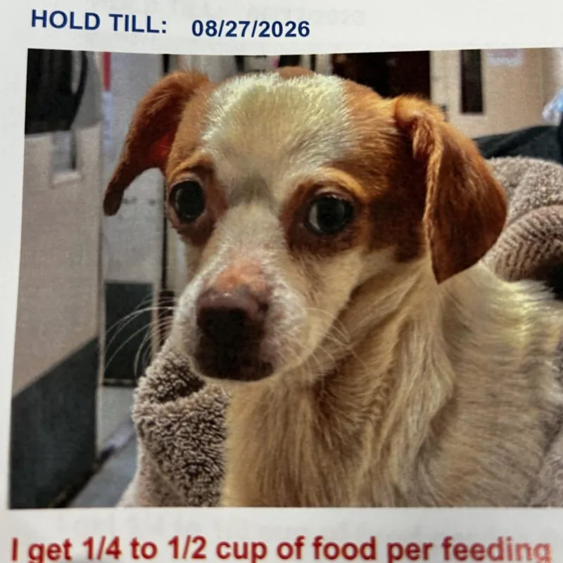 A young small-sized male Chihuahua dog named Carlos for adoption in Jupiter, FL