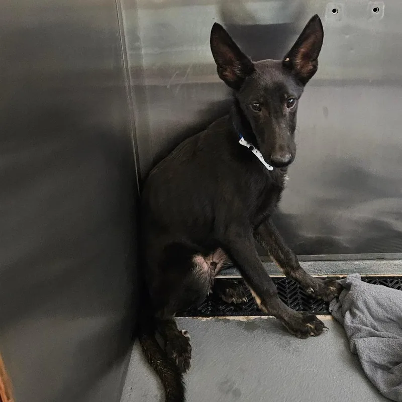 A baby medium-sized male Black Mixed Breed dog named James for adoption in Memphis, TN