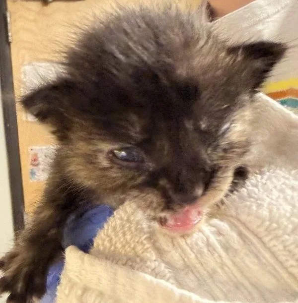 A baby small-sized female Domestic Short Hair cat named Peekaboo for adoption in Escondido, CA
