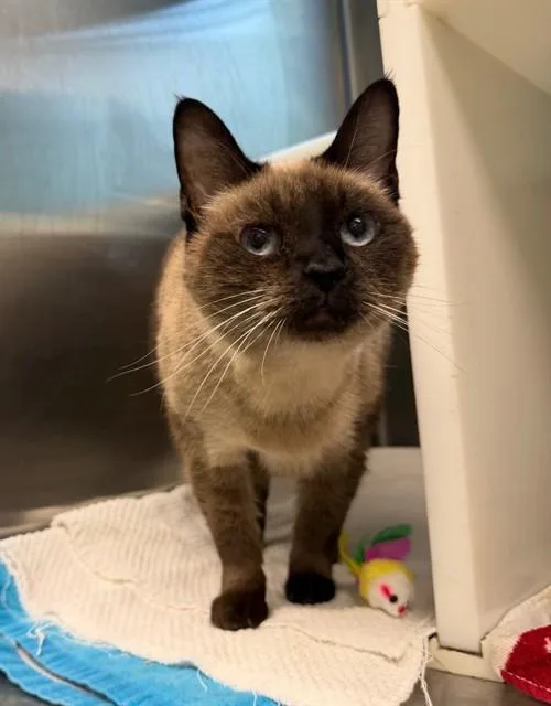 An adult medium-sized female Siamese cat named Misha for adoption in Brighton, CO