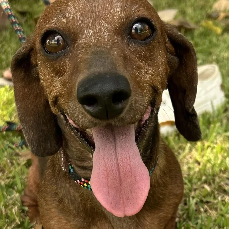 A senior small-sized female Dachshund dog named Belle for adoption in Comanche, TX