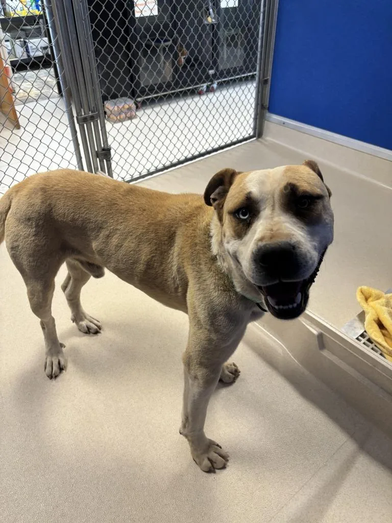 A young large-sized male Hound dog named Perro Pascal for adoption in Moriarty, NM