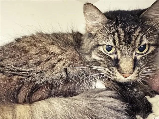 An adult small-sized female Domestic Short Hair cat named Iggy for adoption in Saint Louis, MO