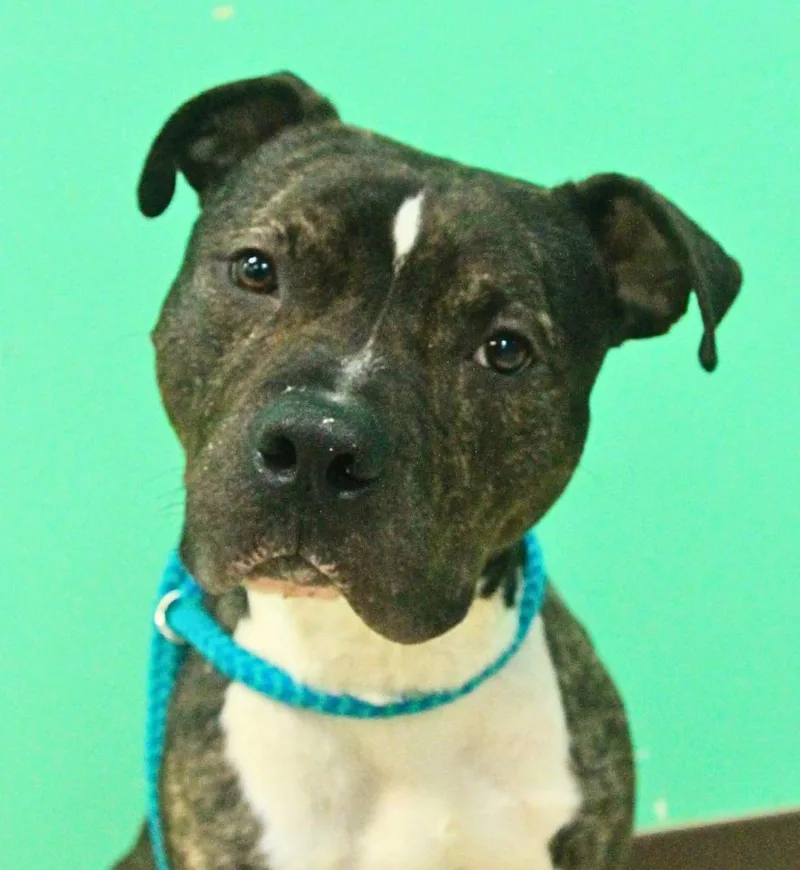 An adult large-sized male Pit Bull Terrier dog named Zander for adoption in Utica, MI