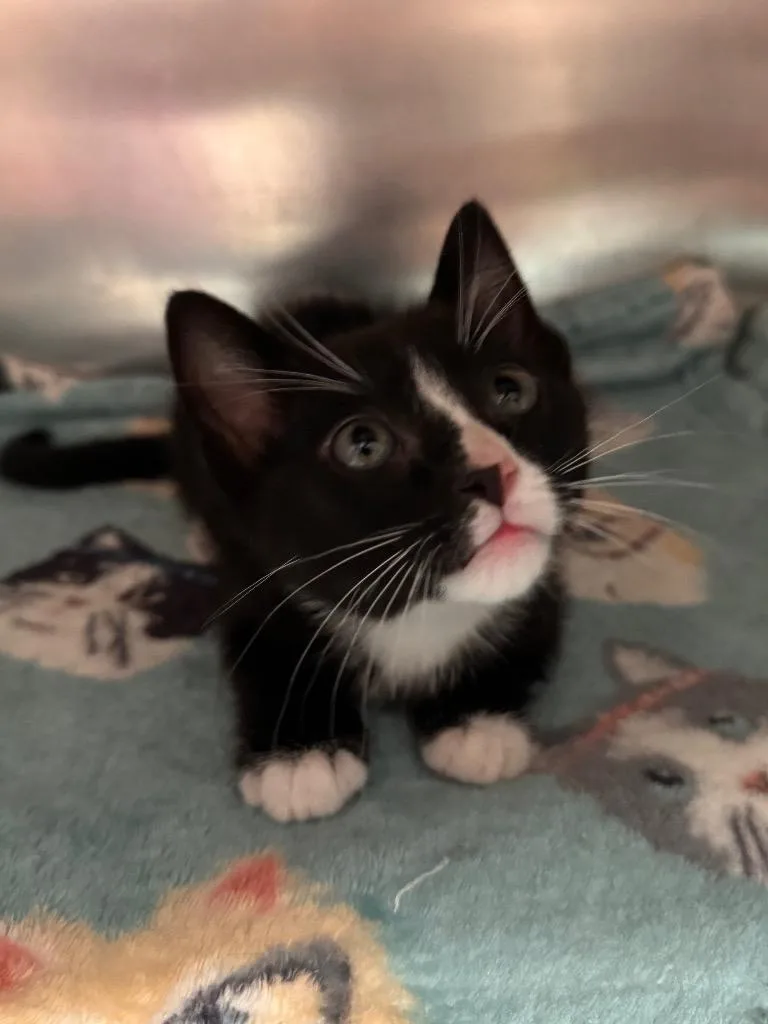 A baby small-sized male Domestic Short Hair cat named Nugget for adoption in Labelle, FL