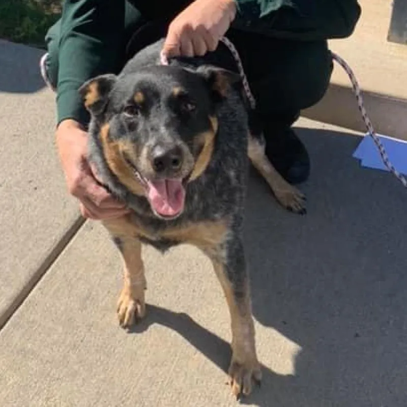 A senior medium-sized female Australian Cattle Dog / Blue Heeler dog named Mimis for adoption in Harrisonburg, VA