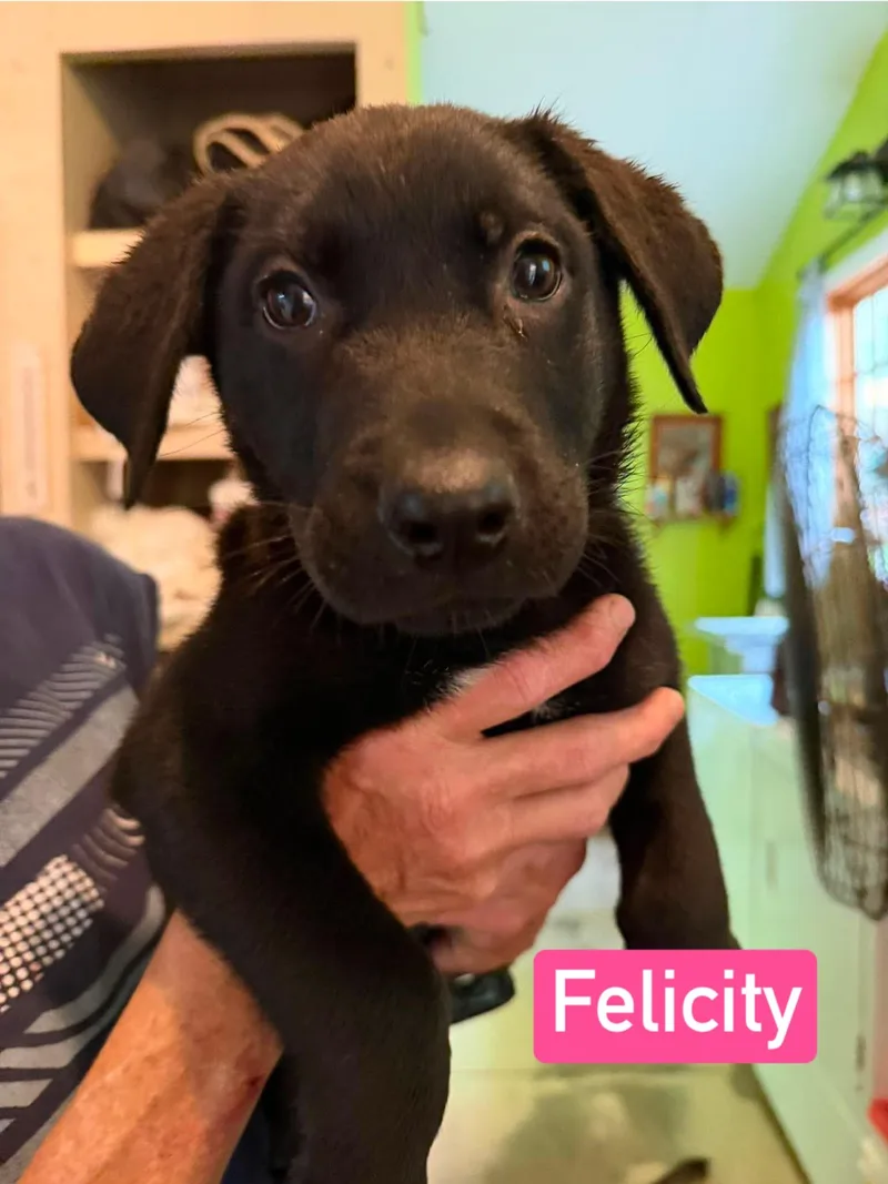 Felicity thumbnail 3