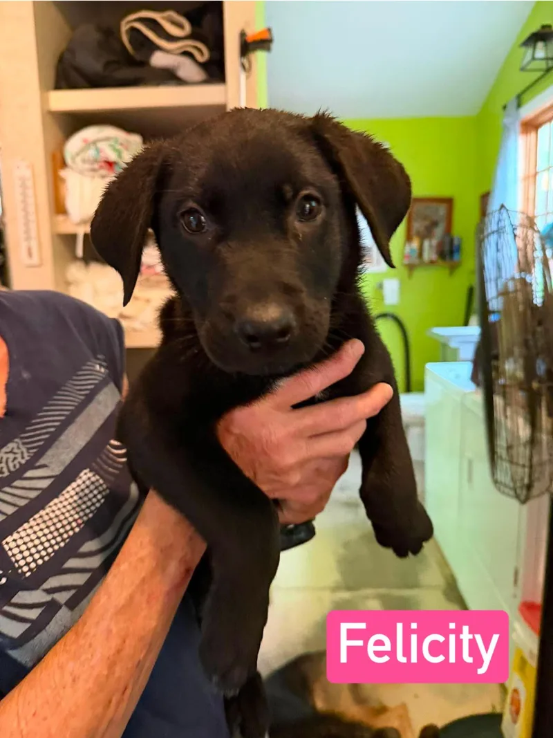 Felicity thumbnail 4