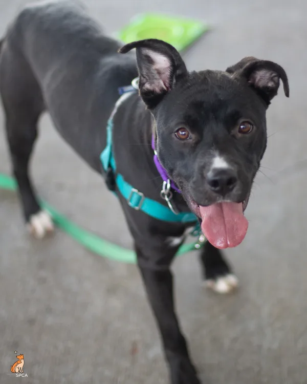 An adult medium-sized female Pit Bull Terrier dog named Victoria Justice for adoption in Roanoke, VA