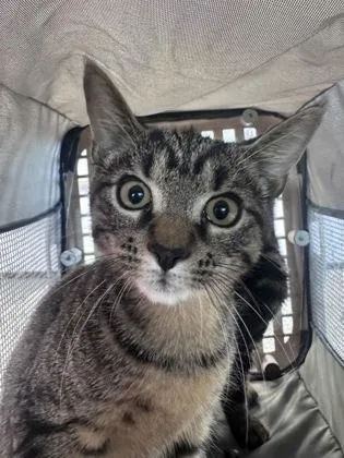 An adult small-sized female Domestic Short Hair cat named Tiger for adoption in West Chester, PA