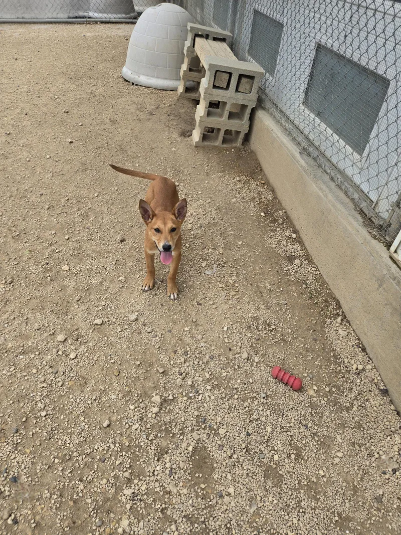 A young medium-sized male Mixed Breed dog named Simba for adoption in Maquoketa, IA