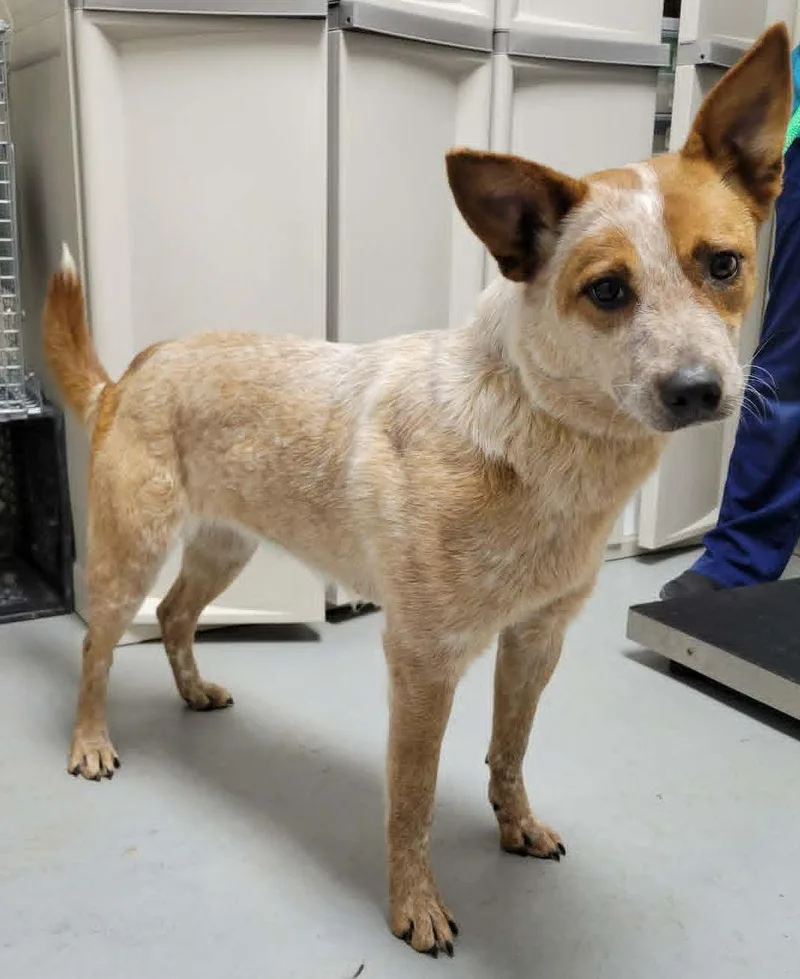 A young medium-sized female Red / Chestnut / Orange Australian Cattle Dog / Blue Heeler dog named Ivy for adoption in Portage, WI