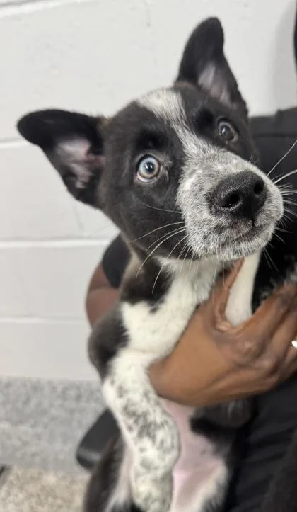A baby small-sized female Siberian Husky dog named Everest for adoption in West Chester, PA