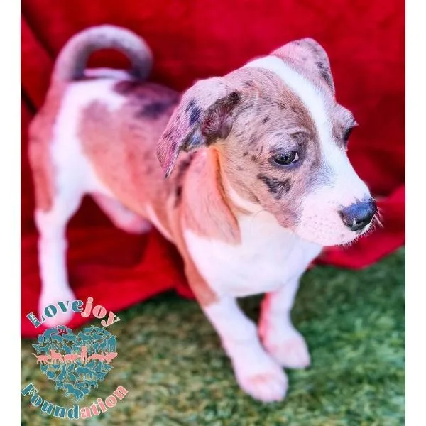 A baby small-sized male White / Cream Chihuahua dog named Molly Mae Litter for adoption in Inglewood, CA