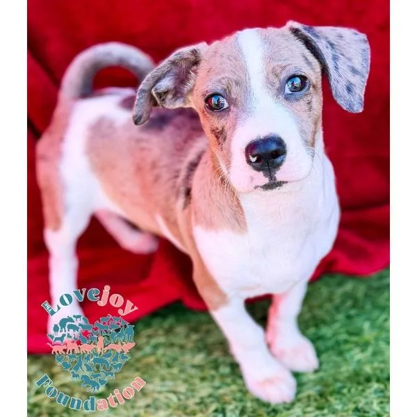 Molly Mae Litter thumbnail 2