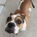 An adult large-sized female Pit Bull Terrier dog named Mabel for adoption in Moline, IL