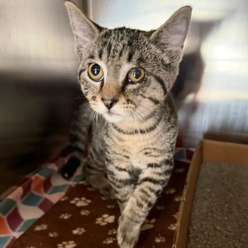 A baby small-sized male Brown / Chocolate Domestic Short Hair cat named Mike Wazowski for adoption in Belleville, IL