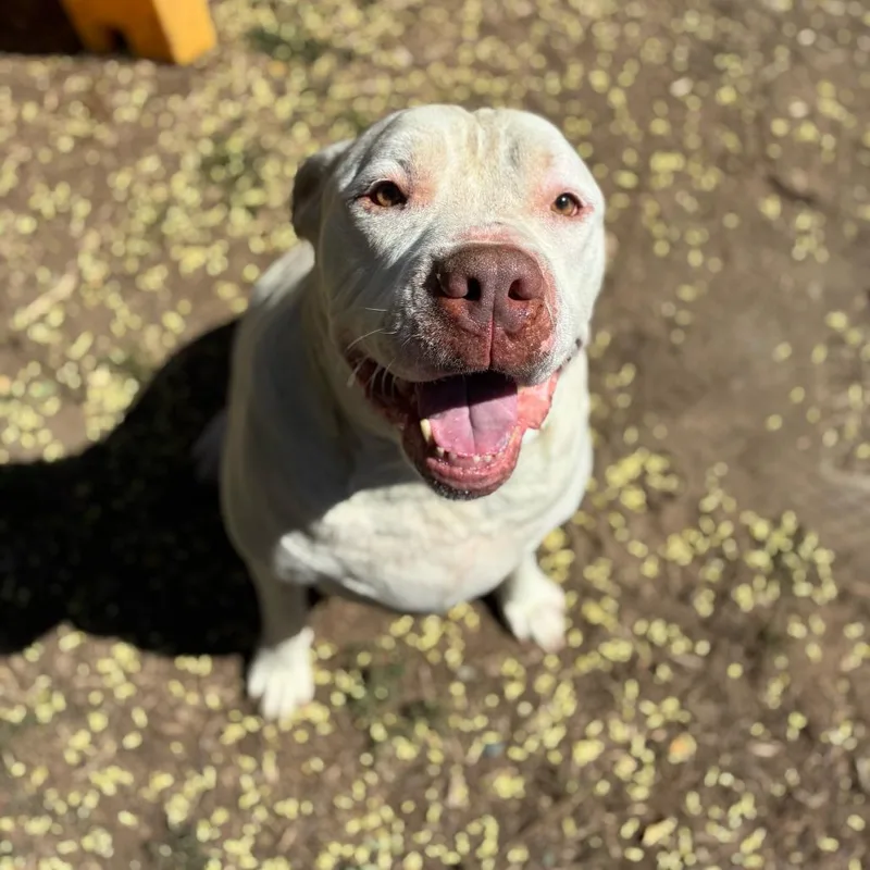 An adult extra large-sized male White / Cream Mixed Breed dog named Sadot for adoption in Turlock, CA