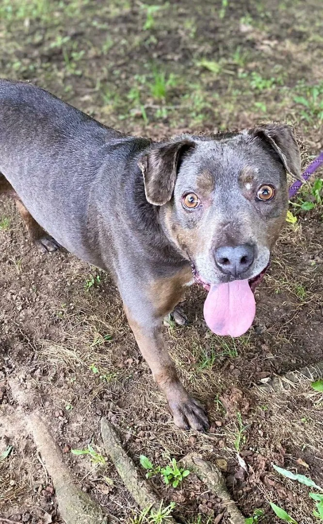 An adult medium-sized male Gray / Blue / Silver Pit Bull Terrier dog named Montana for adoption in Denison, TX