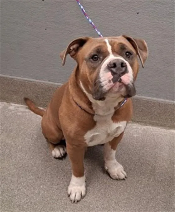 An adult large-sized male Pit Bull Terrier dog named Red for adoption in Las Vegas, NV