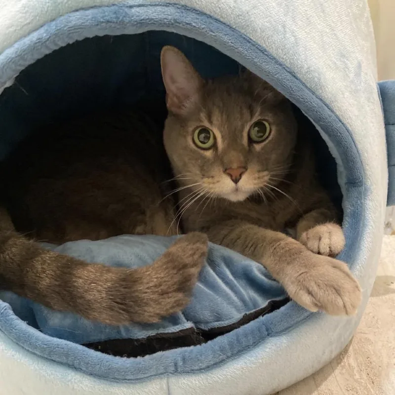 A senior small-sized male Gray / Blue / Silver Domestic Short Hair cat named Farcus for adoption in Miami, FL
