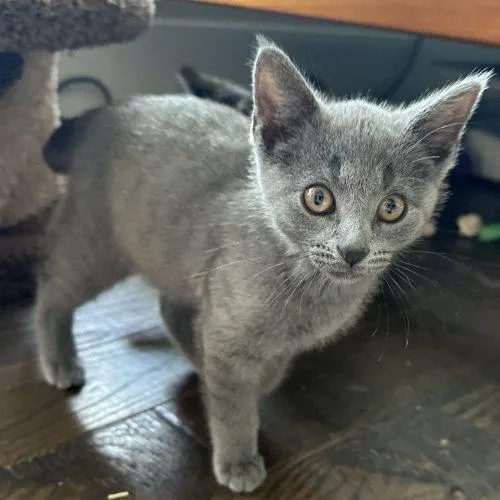 A baby small-sized male Gray / Blue / Silver Domestic Short Hair cat named Mitch for adoption in Tipp City, OH