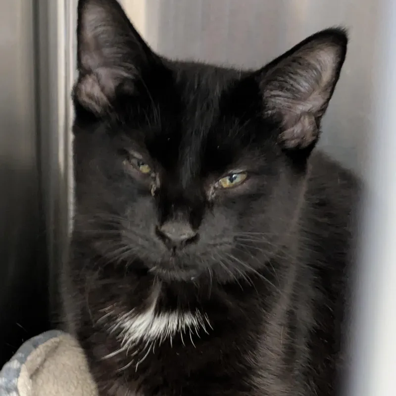 A young medium-sized female Black Domestic Short Hair cat named Vixen for adoption in Mount Pleasant, MI