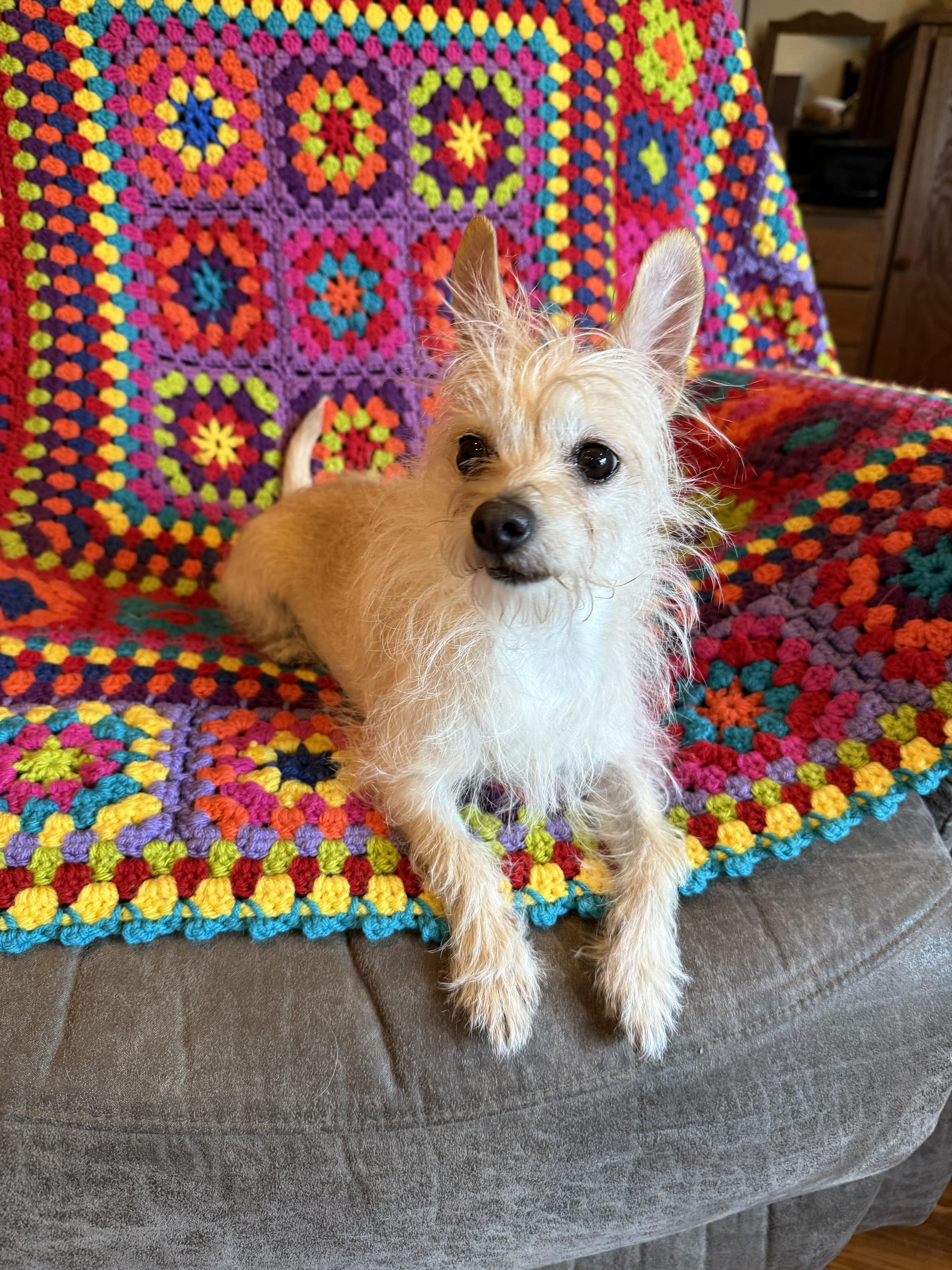 An adult small-sized female Chihuahua dog named Minnie for adoption in Yukon, OK