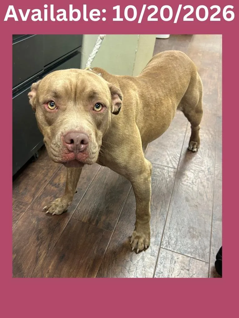 A young medium-sized female Pit Bull Terrier dog named Dog Kennel for adoption in Greenville, TX