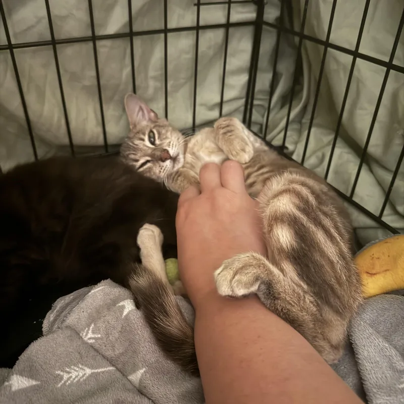 A baby small-sized female Tabby (Brown / Chocolate) Domestic Short Hair cat named Leo for adoption in Pittsburgh, PA