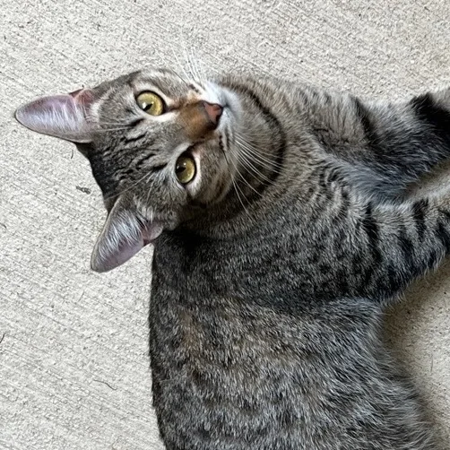 An adult medium-sized female Tabby (Tiger Striped) Domestic Short Hair cat named Alina for adoption in Crockett, CA