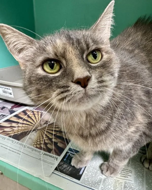 A senior small-sized female Domestic Short Hair cat named June for adoption in Novato, CA