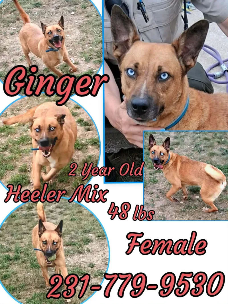 Ginger