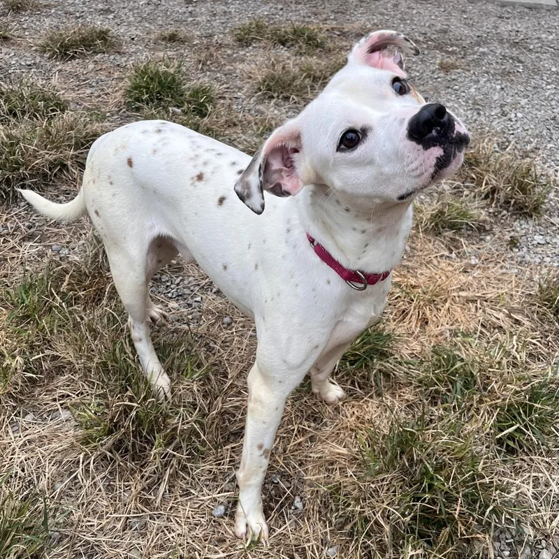 An adult medium-sized male Mixed Breed dog named Butters for adoption in Fairport, NY