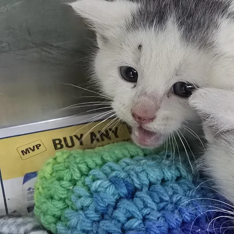 A baby small-sized male White Domestic Short Hair cat named Flip for adoption in Yanceyville, NC