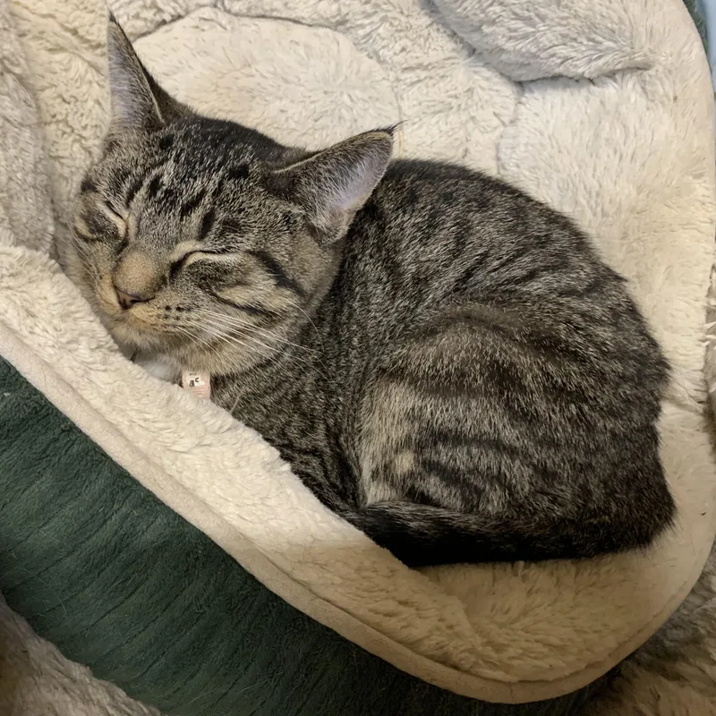 A young medium-sized female Tabby (Buff / Tan / Fawn) Domestic Short Hair cat named Sydney for adoption in Ludington, MI