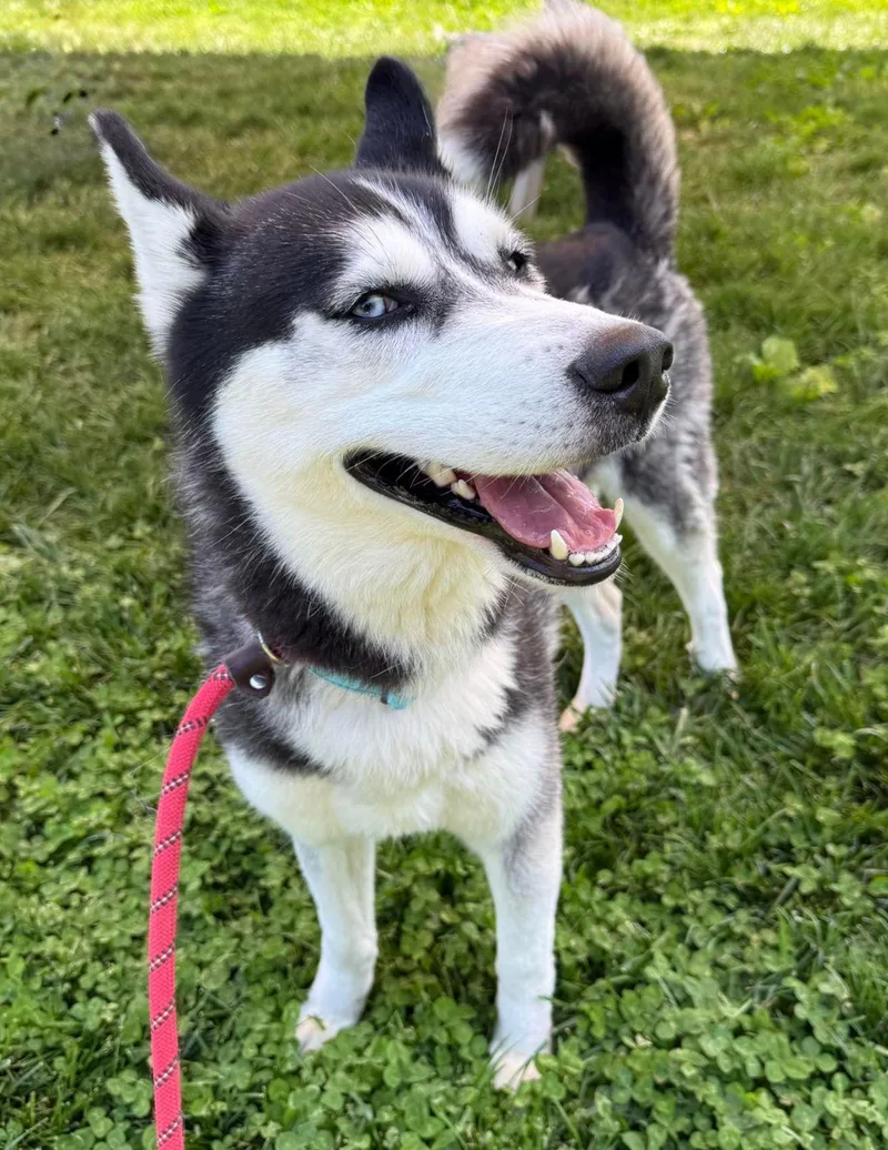 An adult medium-sized male Siberian Husky dog named Blue for adoption in Baldwin, MD