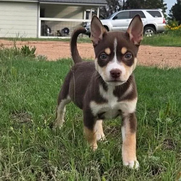 A baby medium-sized male Tricolor (Brown, Black, & White) Husky dog named Wyatt for adoption in Bryan, TX