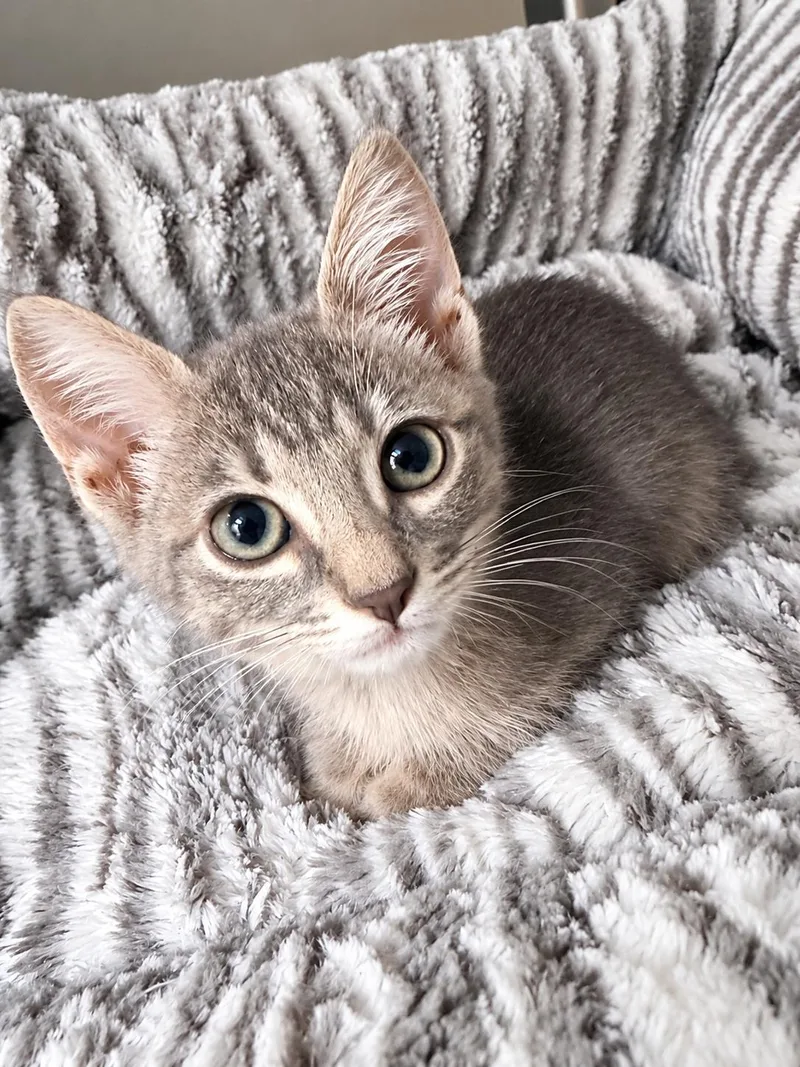 A baby medium-sized male Blue Cream Domestic Short Hair cat named Tj Storm for adoption in Murphy, TX