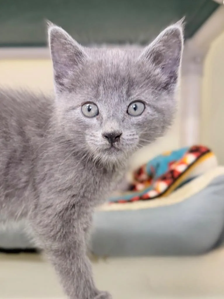 A baby medium-sized male Domestic Short Hair cat named Stuart for adoption in Menomonie, WI